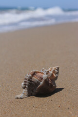 Closeup conch shell on sand, Mediterranean beach,  sea background.Macro view