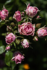 flowering small pink rose on a bush with leaves