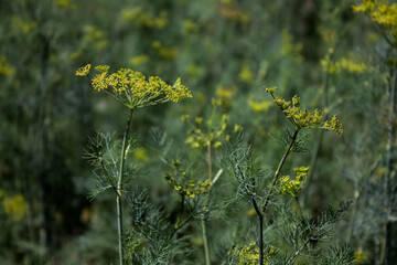 beautiful flowering young green dill