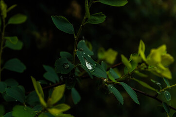 Leaf after rain