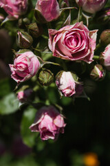 flowering small pink rose on a bush with leaves