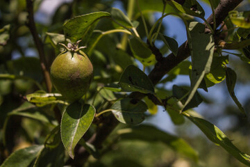 green little pear on a branch with leaves