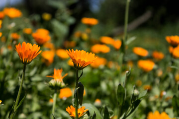 beautiful field of calendula flowers in the grass