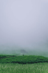 Fototapeta na wymiar green field and fog