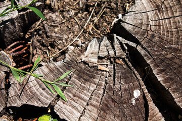 Wood texture. Stump in macro shot. Background
