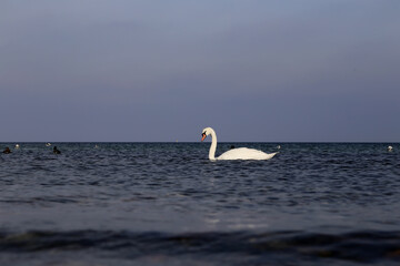 schwan bei sonnenschein schwimmend auf der ostsee 