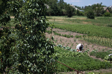 farmer works on the field