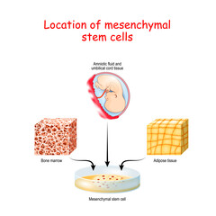 Location of mesenchymal stem cells. © designua