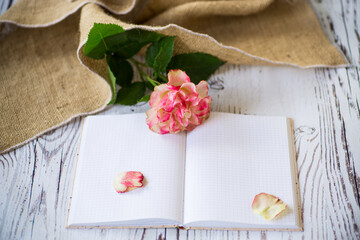 bright pink rose and blank notebook as a blank