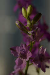 Lilac flowers consolida regalis on a blurry background of a stormy sky