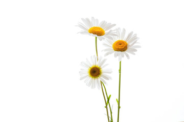 chamomiles on a white background close-up, medicinal camomile flowers isolate, yellow middle and white petals