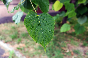 drops of water on a green leaf after rain on a blurry background