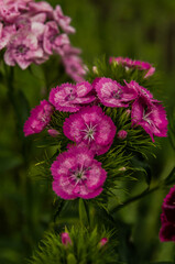 Pink carnations in the garden