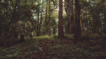 Fototapeta premium Beautiful landscape of a dark coniferous forest after rain with tall pine trees and a footpath in the middle. Bushes of dark green fern