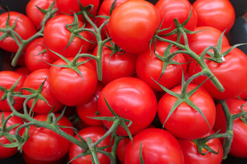 new crop of fresh red tomatoes on a branch on a counter in the market