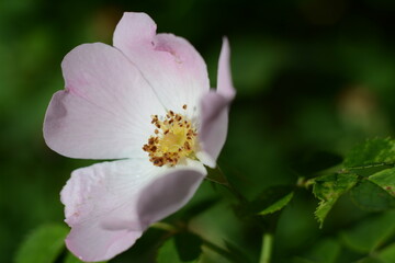 Light pink rosehip flower on a green bush in summer
