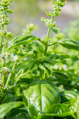 Basil growing in a garden, blooming flowers visible