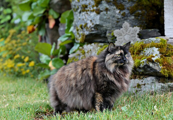 Naklejka na ściany i meble A Norwegian forest cat female standing in green garden on a summer day