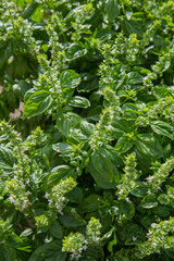 Basil growing in a garden, blooming flowers visible