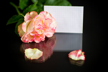bright pink rose with green leaves, on a black background