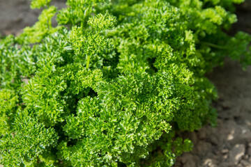 Curly leaf parsley growing in a garden