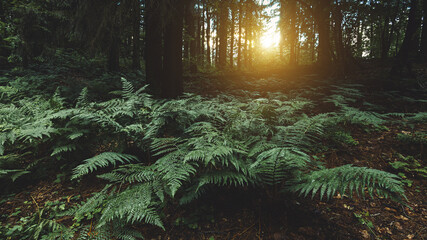 Landscape background with bushes of dark green fern in the coniferous forest after rain. The...