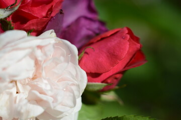 Bouquet of white, red and purple roses on a blurred green background
