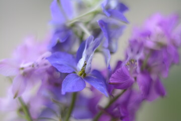 Blue and light purple flowers of consolida regalis on a background of fog
