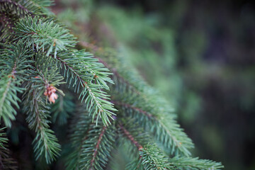 nature evergreen spruce backdrop. selective focus. christmas symbol. wallpaper or backdrop. blue spruce.