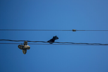 birds on wires