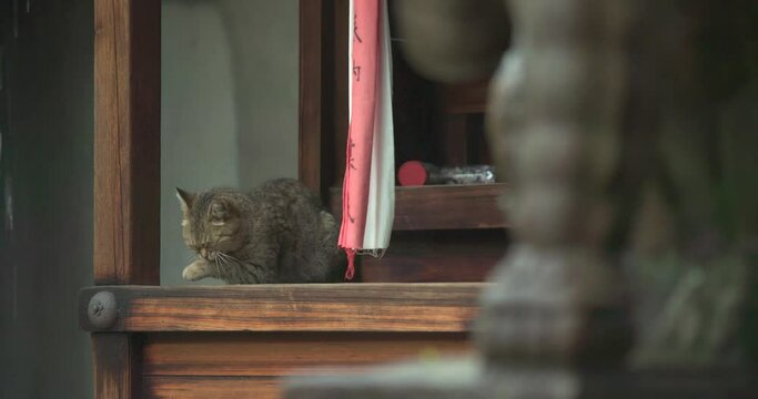 猫と神社と雨