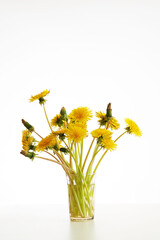 Bouquet of yellow dandelions in glass vase on white background