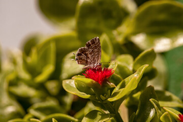 Sardinian Zebra butterfly / Geranium bronze