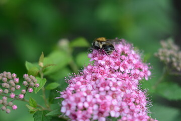 A bee collects nectar sitting on a  japanese spiraea bush in the summer garden
