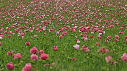 Schlafmohnblüte (Papaver somniferum) in Germerode am Meißner.