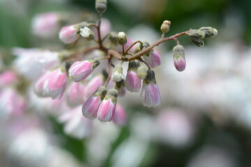 Branch with white-pink buds of deutzia scabra close-up on a blurred background