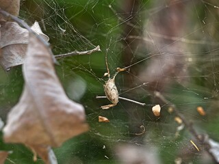 trapped in a spider web