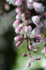 Branch with white buds and deutzia scabra flowers on a blurry green background