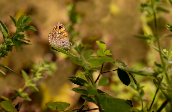 Little Brownworm butterfly / Lasiommata megera