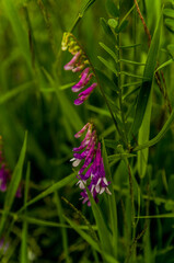 Purple flower in a meadow