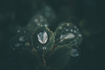 rain drops in close-up on the leaves of the plant