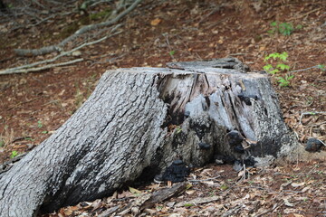 rotted old tree stump