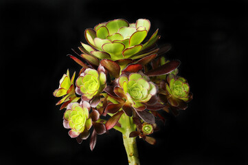Aeonium against black