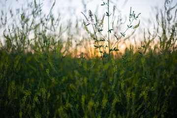 Fototapeta premium Grass Donnik-summer meadow grasses in the field
