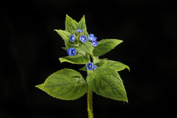 Green alkanet against black