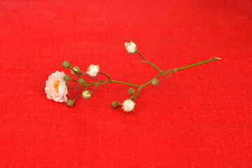 branch of small white roses on a red linen background.