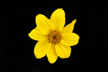 Yellow bidens flower against black