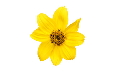 Yellow bidens flower