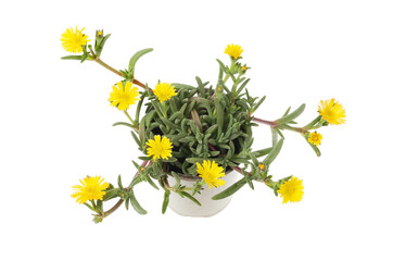 Flowering delosperma plant