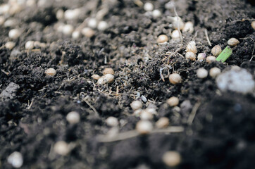 Sowing of dill. Seed close up